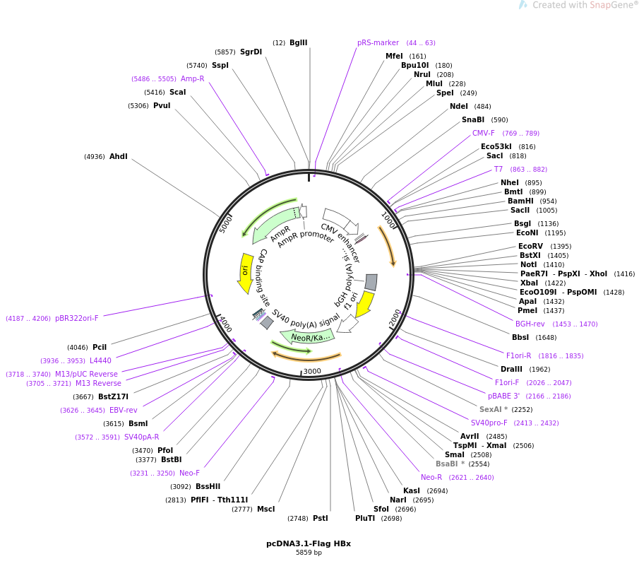 pcDNA3.1-Flag HBx质粒图谱